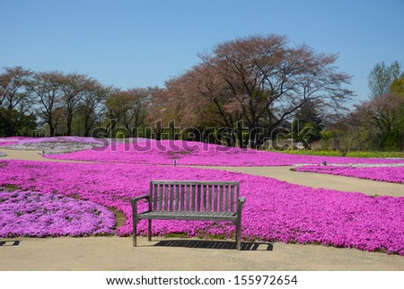 landscape with pink flowers, pink moss, shibazakura park
