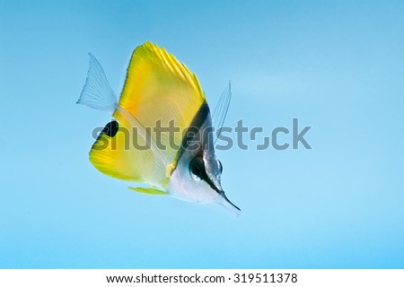 reef fish, marine fish, yellow longnose butterflyfish isolated on blue background