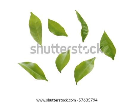 Blowing Leaves Isolated On White Background Stock Photo 57635794