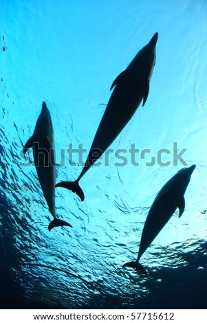 three dolphins underwater