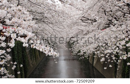 cherry blossom flower at naga meguro canal