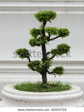 bonsai decorative tree