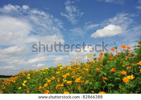 summer flower garden yellow cosmos