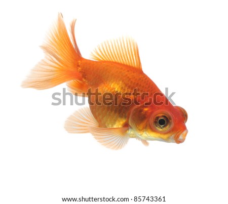 dragon eyed goldfish