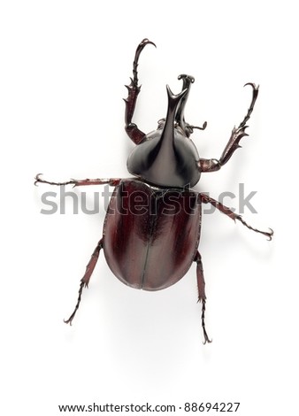 Beetles Bug