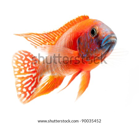 red ruby fish