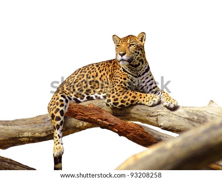 jaguar tiger cat isolated on white jaguar tiger cat isolated on white