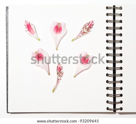 book with flower petal on white background,  pink lilly