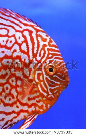 pompadour pet fish close up