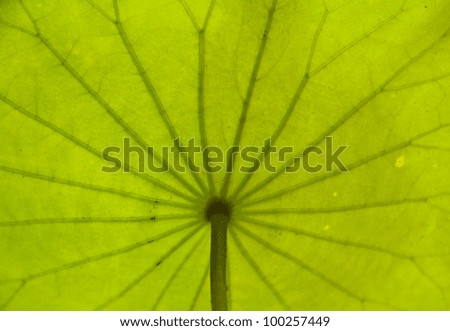 Green lotus leaf pattern background
