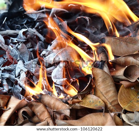 Burning dry leaf