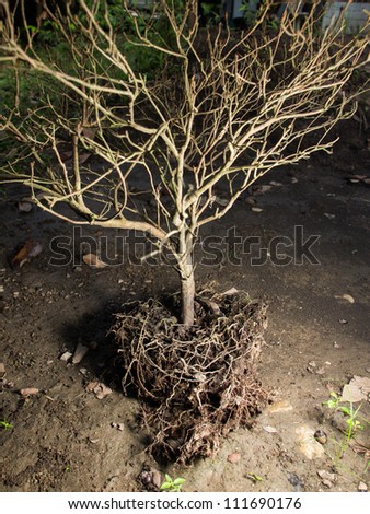branch of dead little tree