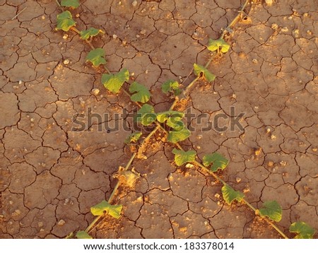 cross plant on dry land, vintage color background