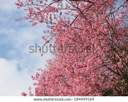 Cherry blossom tree with clear sky, color background