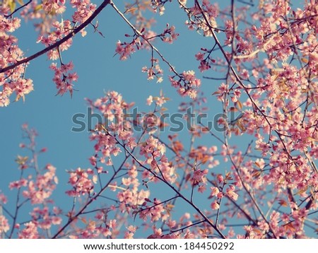 Cherry blossom flower tree with clear sky, vintage color background