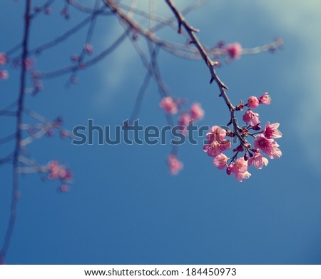 Cherry blossom tree with clear sky, vintage color background