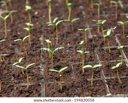 Young Seedling Marigold plant in plastic seed tray