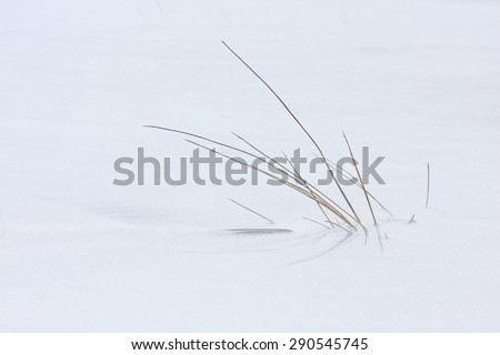 blade of grass in the snow