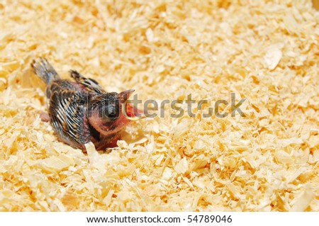 Baby Sparrow Photograph - Baby