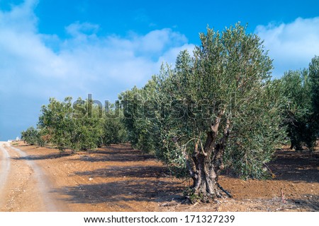 plantation of famous greek olive trees