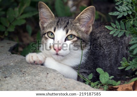 Beautiful cat in green garden