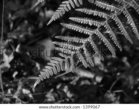 White Fern