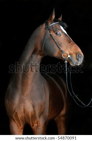 stock-photo-bay-horse-on-black-54870091.jpg