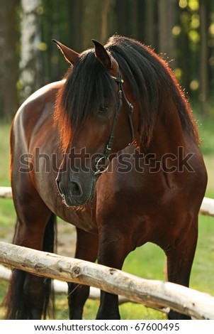 Mishaal & His Mare Stock-photo-beautiful-bay-horse-67600495