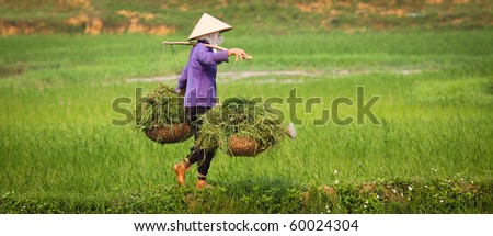 A vietnamese woman is at work in a ricefield, keeping balance while carrying heavy load.