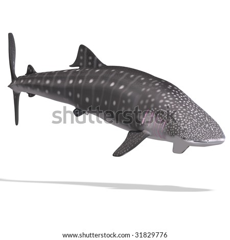Whale Render