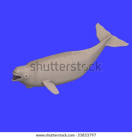 beluga whale calf. stock photo : whitle eluga whale calf. 3D rendering with clipping path