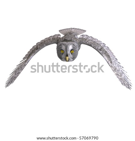 Grey Owl Bird