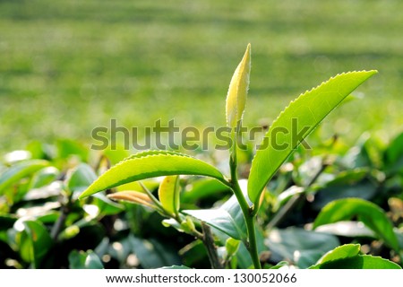 Green tea leaf in the  tea plant