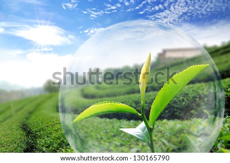 Green tea leaf organic in the protection ball. Green tea plant background