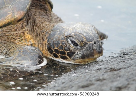 BIG ISLAND, HI - May 29: Green Sea Turtle May 29, 2010 in Pu\'uhonua Beach, Big Island, HI