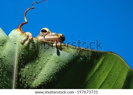 One frog hidden by green banana leaf with beautiful blue sky