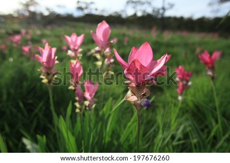 Curcuma alismatifolia or Siam tulip or Summer tulip in the garden nature Thailand