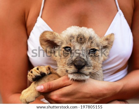 Staring lion in woman\'s hands , little lion in shoulder