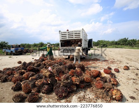 Nakorn Sri Thammarat-THAILAND,September 29: Worker throw oil palm fruit branch to the truck on Sep 29, 2014, Nakorn Sri Thammarat, Thailand.The Biomass residues from Palm Oil Mills are burnt in ponds.