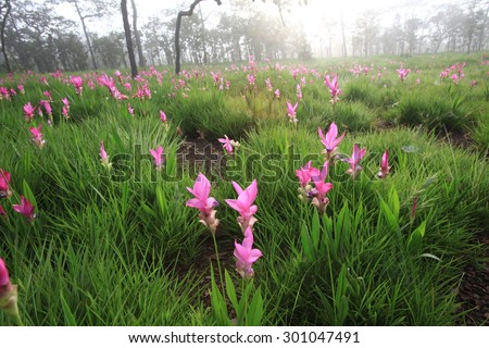 beautiful field of flower anong the mist in the morning , Curcuma alismatifolia or Siam tulip or Summer tulip in the garden nature Thailand