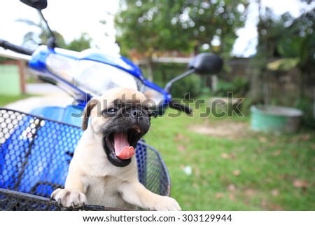 happy funny lovely pug playing outdoor in green field