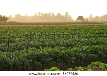 vegetable field in agricultural region