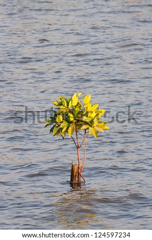 Small Tree in the water