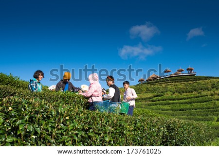 CHIANG MAI, THAILAND - OCT 25: Tea workers from Thailand break tea leaves on tea plantation on October 25, 2013 Doi Ang Khang, Chiang Mai, Thailand