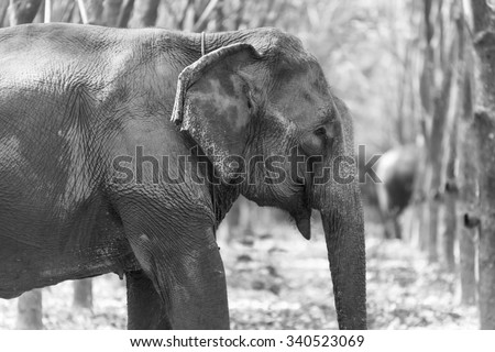 Thai Elephant at Kanchanaburi province, Thailand.Most of elephants went to work into the tourism industry.