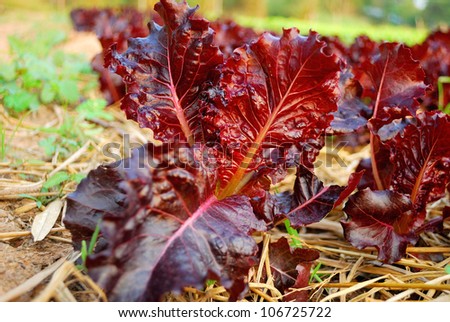 fresh red leaf lettuce in soil