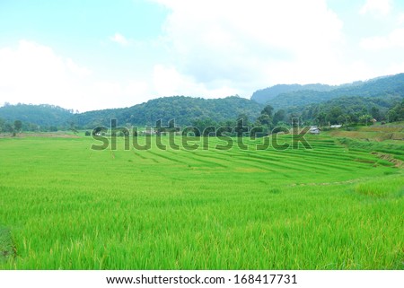 Green Terraced Rice Field in Chiangmai, Doi Inthanon National Park Thailand.