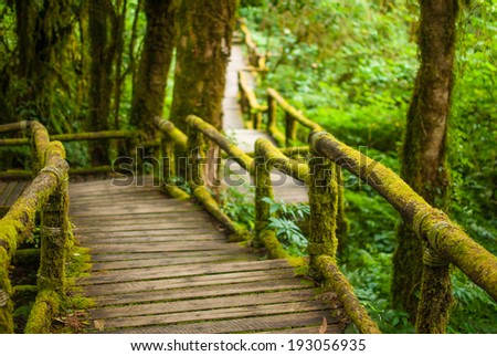 Passage in the primeval forest in Doi inthanon Chiang Mai Thailand