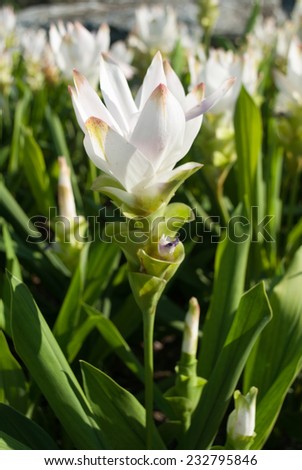 Siam tulip named 