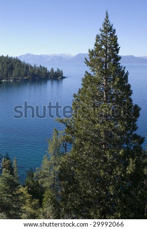 A tall tree with Lake Tahoe and mountains in the background